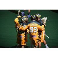 Georgia Swarm celebrate a goal