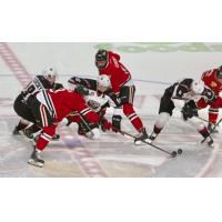 Davis Koch of the Vancouver Giants vies for the pucks against the Portland Winterhawks