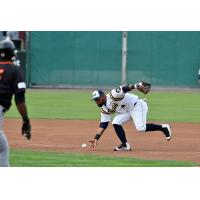 York Revolution second baseman Alexi Casilla