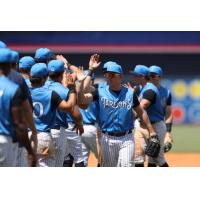 Tampa Tarpons exchange high fives after a win