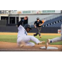 Tampa Tarpons in action