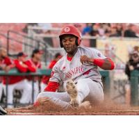 Evan Alexander of the Winnipeg Goldeyes with a slide