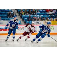 Peterborough Petes left wing Jonathan Melee against the Sudbury Wolves