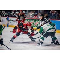Grand Rapids Griffins center Ondrej Becher faces off with the Texas Stars