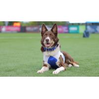 Colt the Bat Dog