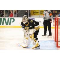 Goaltender Mason Vaccari with the Kingston Frontenacs
